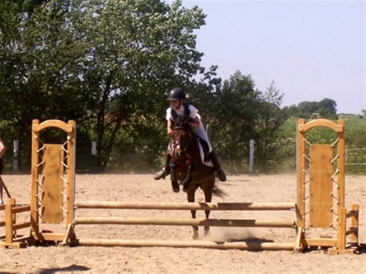 Anden særlig race | Ginger<3 - 10# Foto: Lotte billede 10