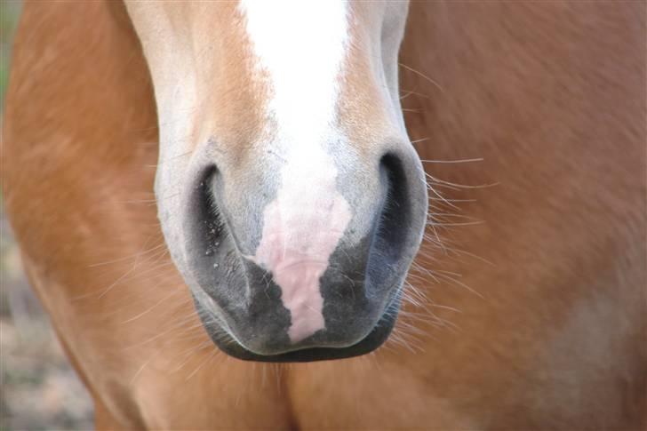 Anden særlig race Sarah Jane - Sarah´s skønne mule<3. Er den ikke bare nuttet lyserød?.hehe billede 6