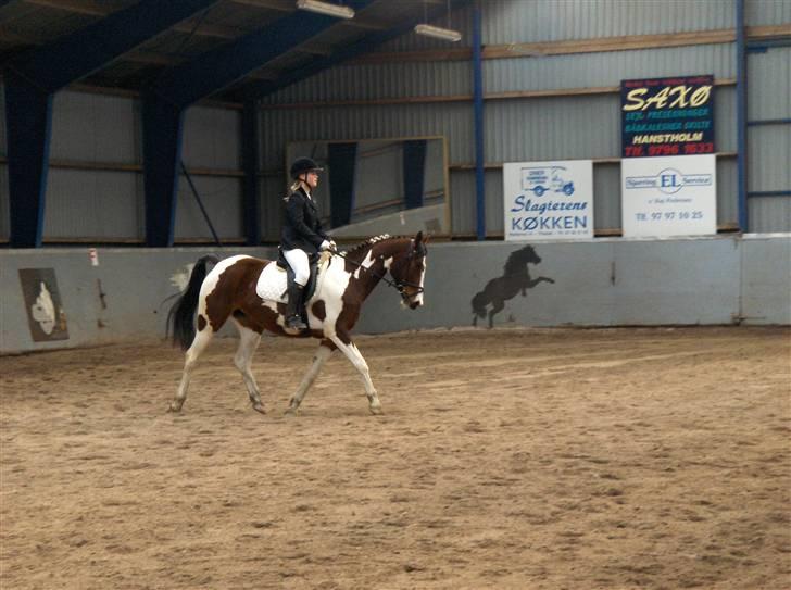 Anden særlig race Miss MoonLight - stævne 12/4-08 billede 11