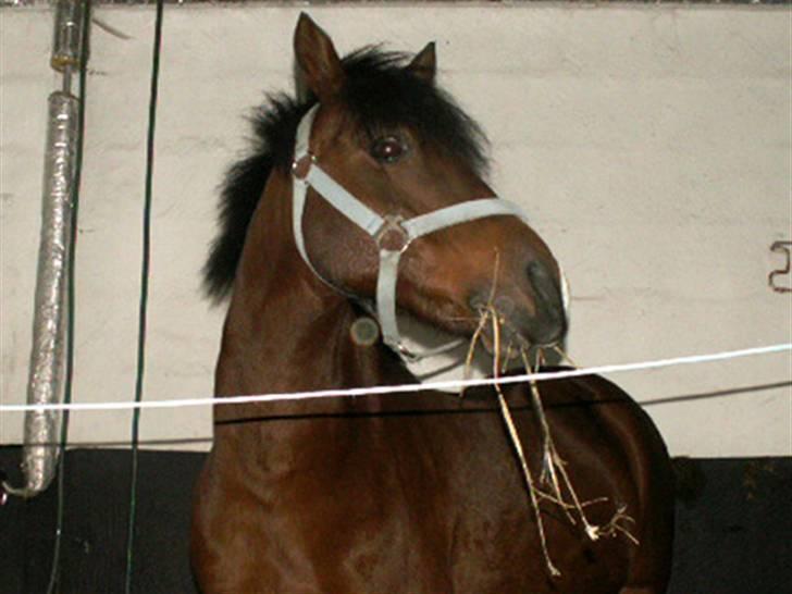 Anden særlig race | Ginger<3 - 11# Foto: Pia eller Lotte billede 11