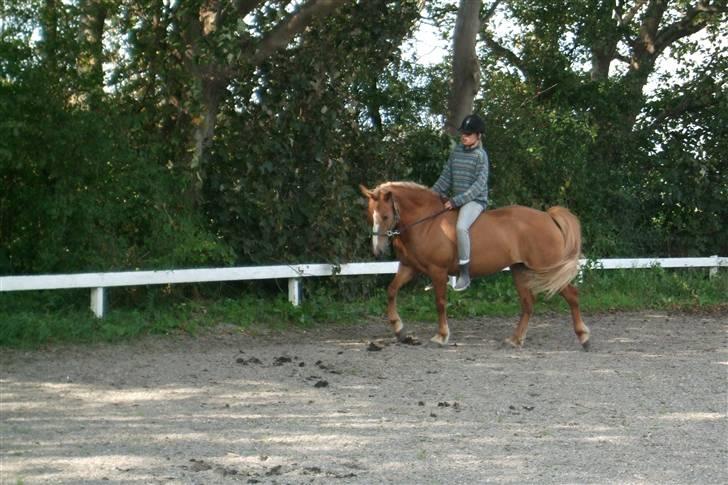 Anden særlig race Sarah Jane - dygtig pony,<3 NYT! billede 13