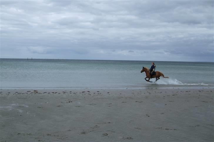 Anden særlig race Sarah Jane - Galop på Feddet, virkelig god strand! billede 14