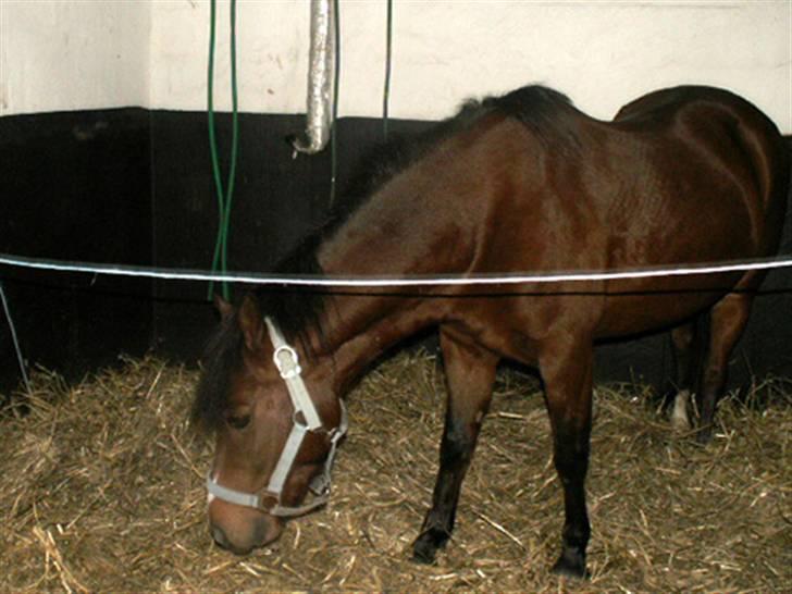 Anden særlig race | Ginger<3 - 13# Foto: Pia eller Lotte billede 13