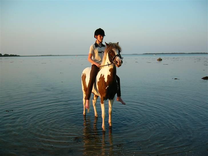 Welsh Pony (sec B) Apache - Bogø , nede på stranden en tur og soppe ? ;O billede 7