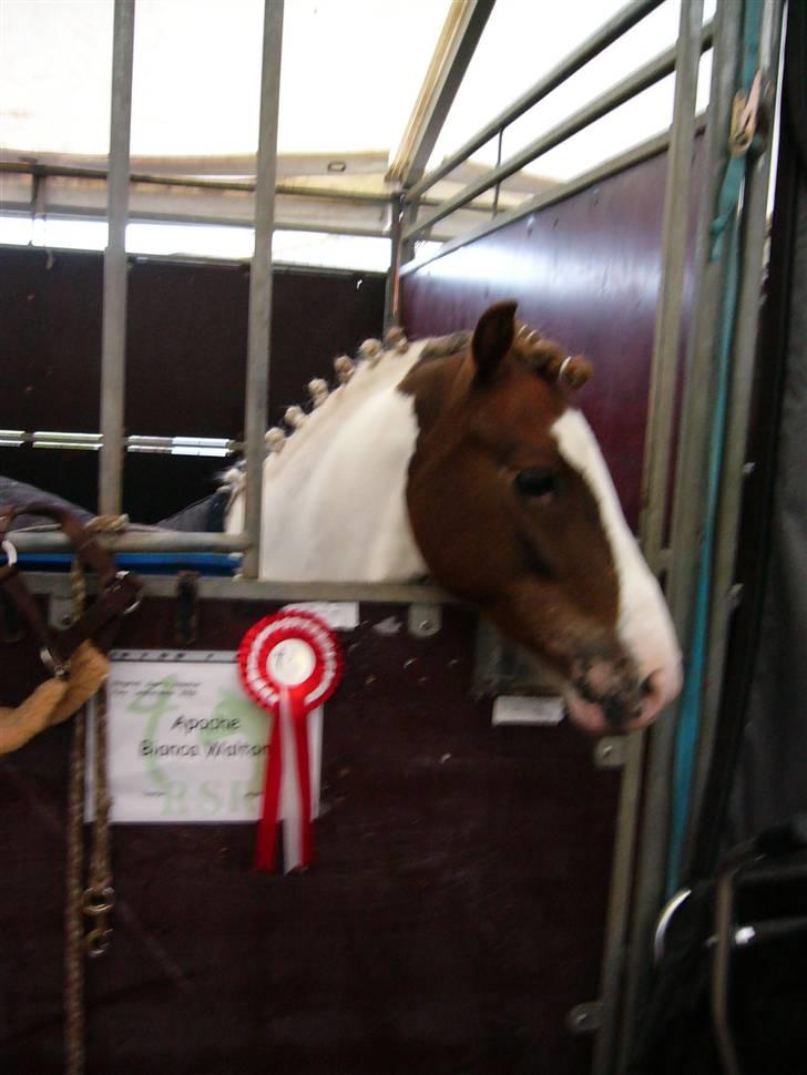 Welsh Pony (sec B) Apache - Landsstævne i Ringsted 2006,            1 plads !   elsker den pony !  billede 8