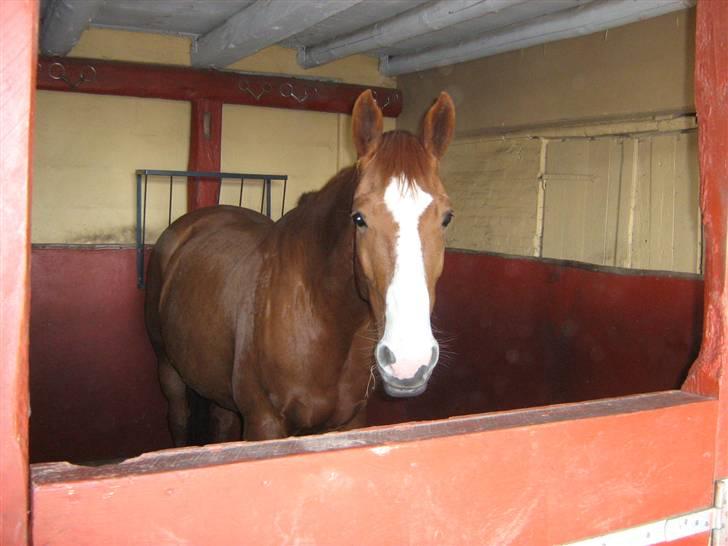 Dansk Varmblod Victoria "I FOEL" billede 20