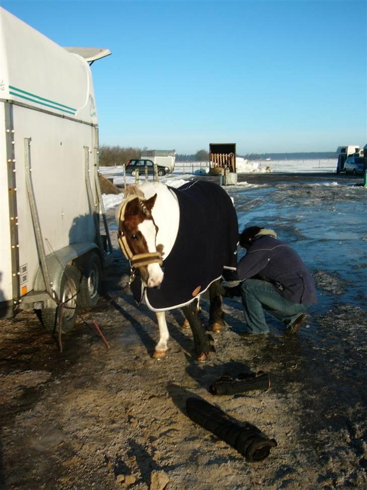 Welsh Pony (sec B) Apache - Billund landsstævne , garsh det var koldt !  billede 9