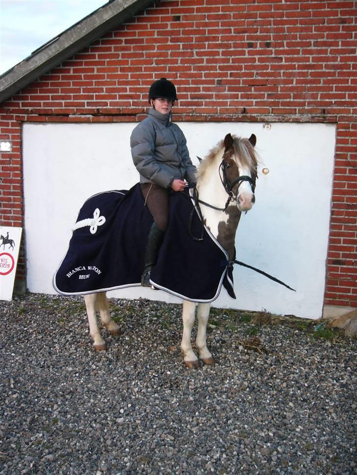 Welsh Pony (sec B) Apache - Klubmester 2006 + 2005 Husby sportsrideklub , the champions <3  billede 10