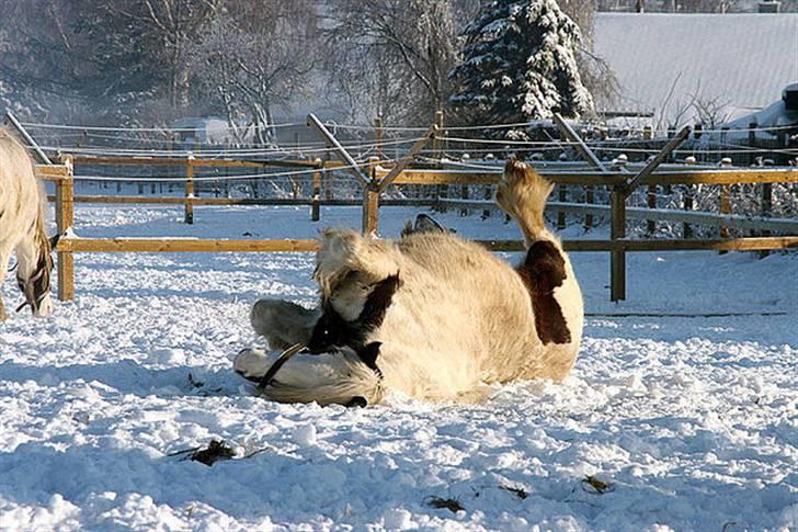 Tinker Wild Irish Bellis billede 12