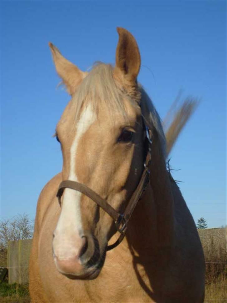 Palomino GulliBine Bint Maras billede 2