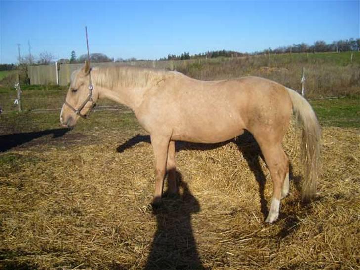 Palomino GulliBine Bint Maras billede 4