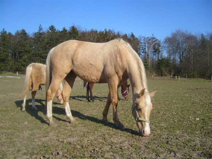 Palomino GulliBine Bint Maras billede 7