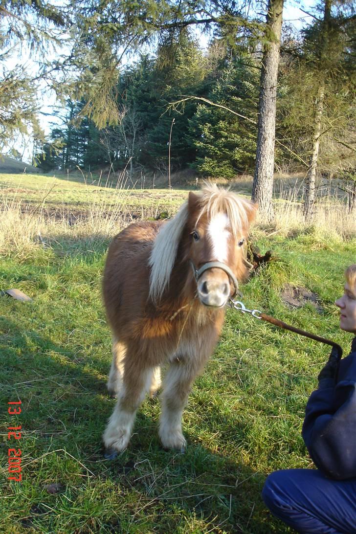 Miniature Alberte billede 3