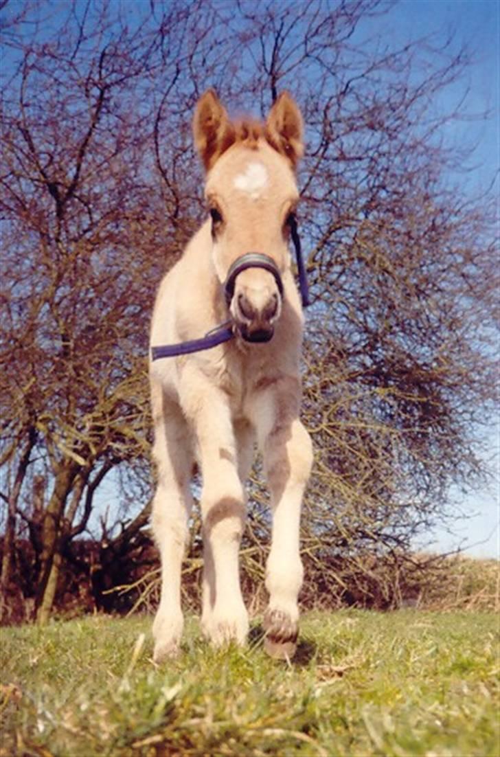 Oldenborg /Fjordhest - Vejlbygård's Yasmin-solgt- - Yasmin som føl... så kær ikk... billede 2