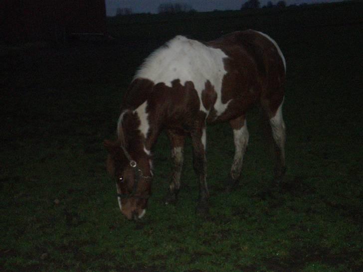 Anden særlig race Samson - Min Skath På Fold. ! billede 8