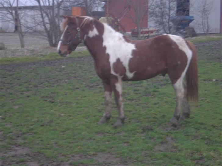 Anden særlig race Samson billede 9