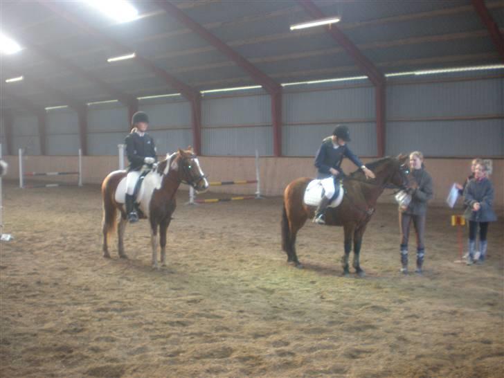 Anden særlig race Samson billede 10