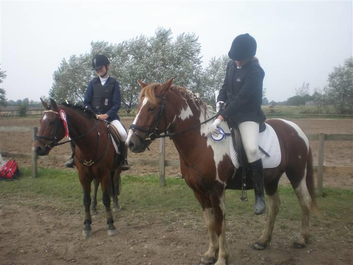 Anden særlig race Samson - KlubMesterskaberne I Spring 70 Cm. Blev Nr 2. & Nr 3 i klubmesterskaberne. !  billede 11