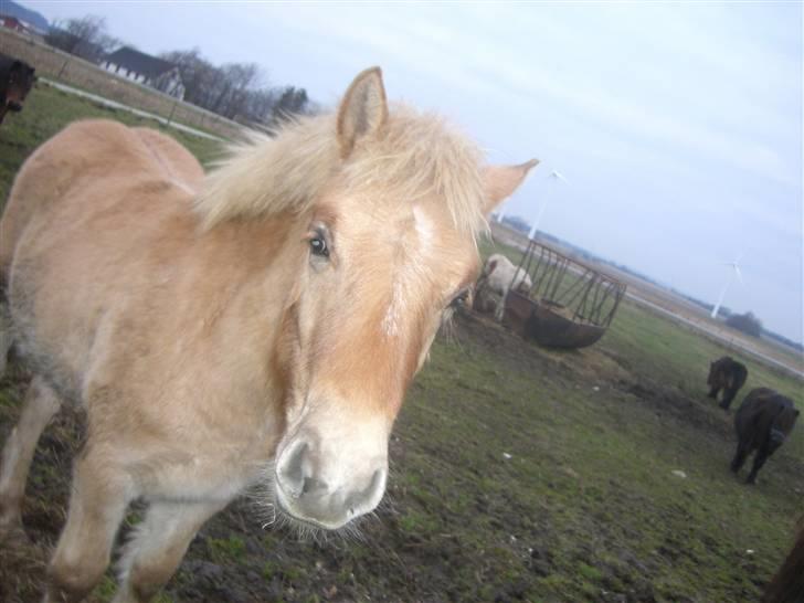 Anden særlig race Østermarkens Pegasus RIP  - Velkommen til Pegasus profil. billede 1