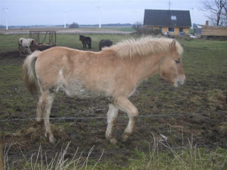 Anden særlig race Østermarkens Pegasus RIP  - Jeg er måge har lige rullet mig. billede 2