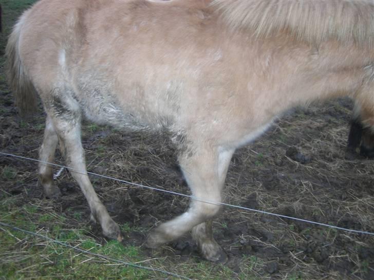 Anden særlig race Østermarkens Pegasus RIP  - Jeg er måge. Men går flot. billede 3