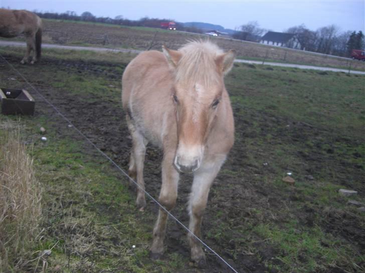 Anden særlig race Østermarkens Pegasus RIP  - Jeg kikker lidt. billede 4