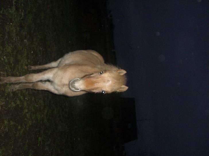 Anden særlig race Østermarkens Pegasus RIP  - Jeg ser på dig. billede 5