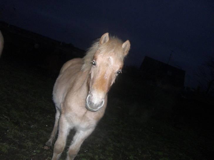 Anden særlig race Østermarkens Pegasus RIP  - Jeg kigger stadi væk på min dejlige ejer. billede 6