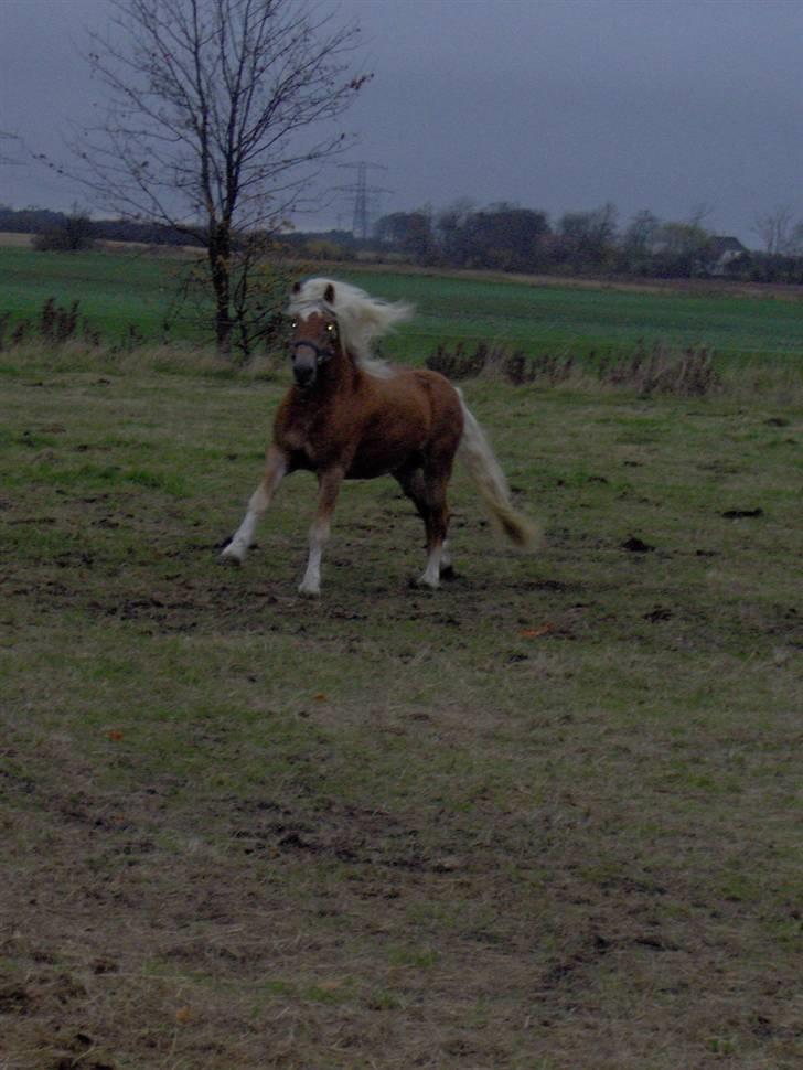 Haflinger Amadeos AVLHINGST - 2 år billede 6