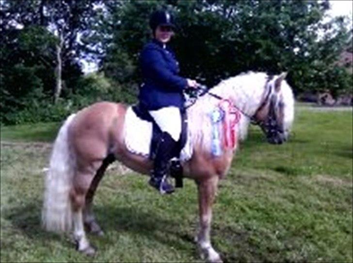 Haflinger Amadeos AVLHINGST - Dygtigte Does :-) billede 7