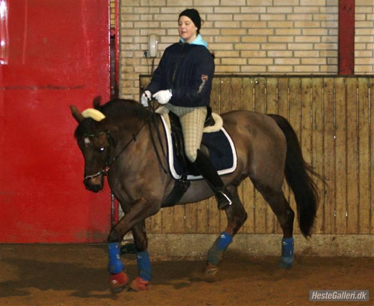 Anden særlig race Pasquinell Rundhøj..  - Dressur Hyp .. Ja Næsten Thi-Hi billede 6