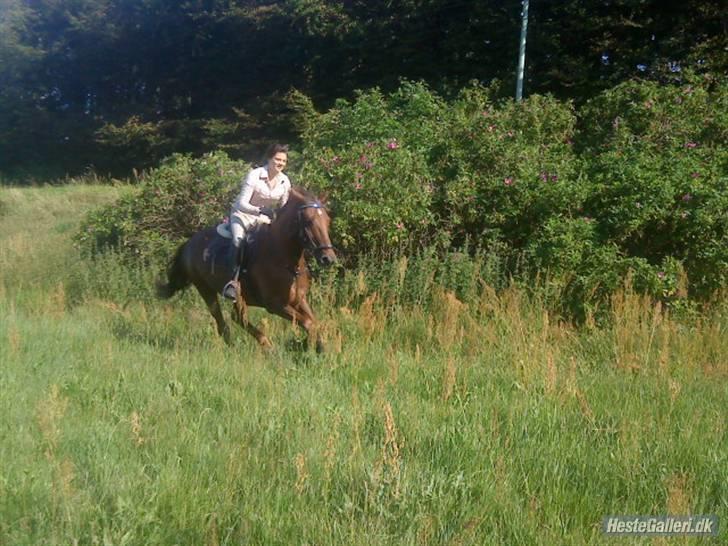 Anden særlig race Pasquinell Rundhøj..  - miiin lille Galop HYppp.. Tak for billedet JeannetT<3 billede 7