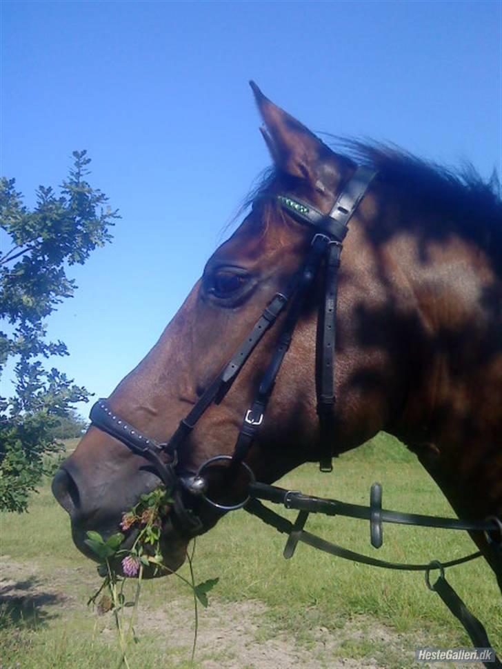 Anden særlig race Pasquinell Rundhøj..  - Miiin Lille PonZ mMMm sulten efter en ridetuR.. Super billed jeannett billede 9