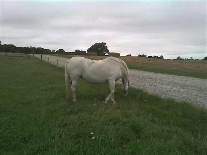 Anden særlig race Miss Jackie *gamle part* - Det aller aller første billede af hende. xD ved godt det ikke blev så godt. Men det er der, billede 7