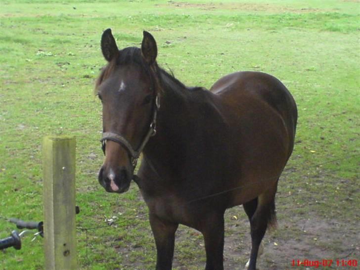 Anden særlig race Fari billede 13