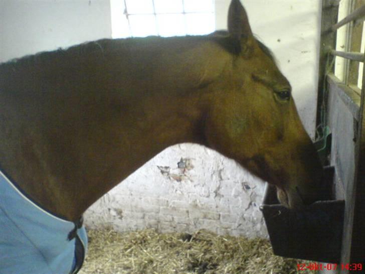 Traver Kalinka billede 11