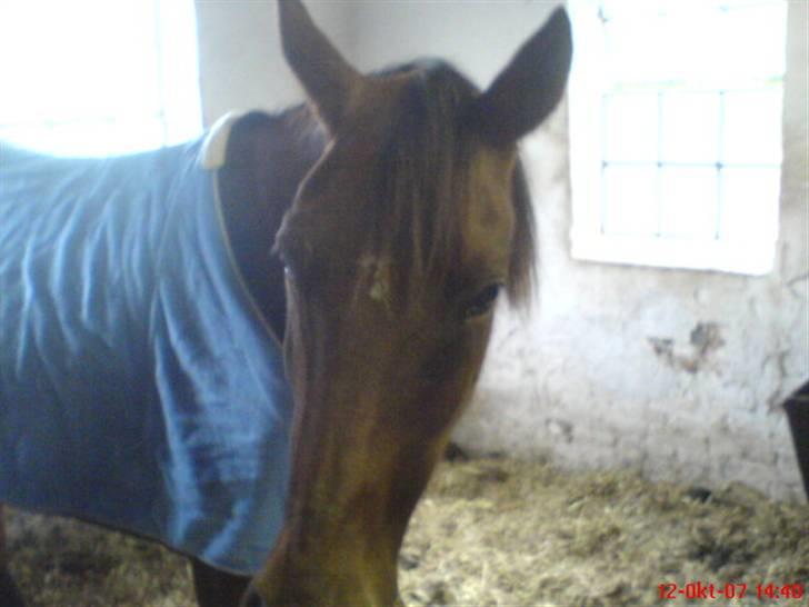 Traver Kalinka billede 12