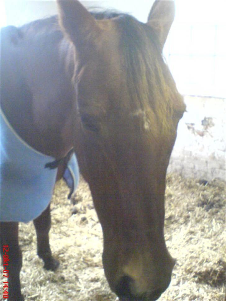 Traver Kalinka billede 13