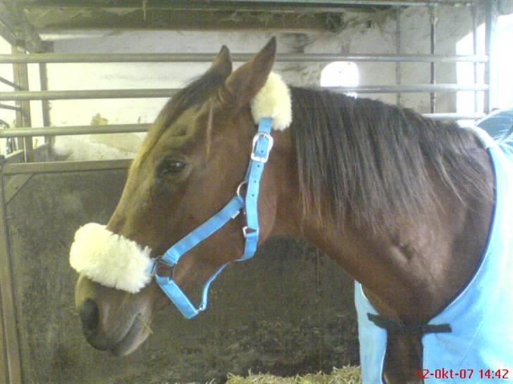 Traver Kalinka billede 14