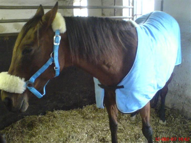 Traver Kalinka billede 15