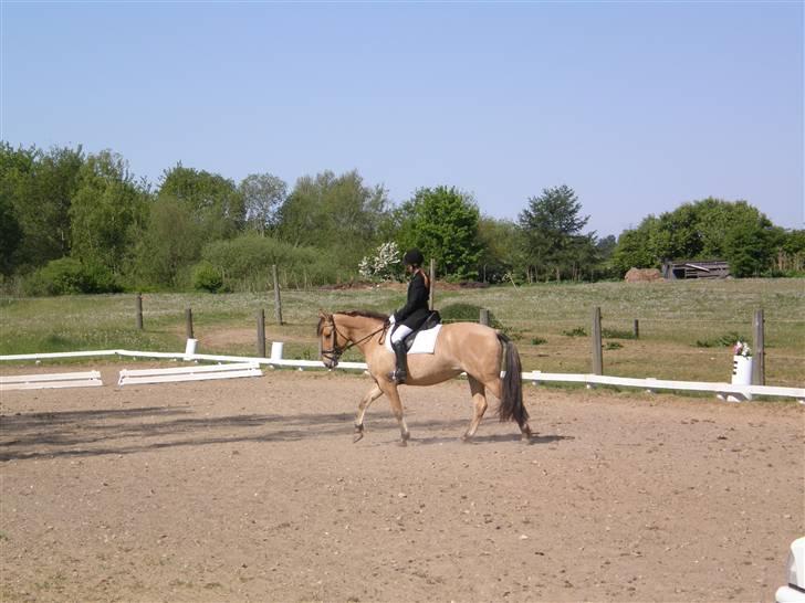 Oldenborg /Fjordhest - Vejlbygård's Yasmin-solgt- - Yasmin og jeg stævne på pårup, da vi vandt vores første roset... billede 9
