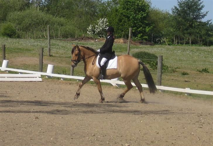 Oldenborg /Fjordhest - Vejlbygård's Yasmin-solgt- - mere stævne på pårup billede 10