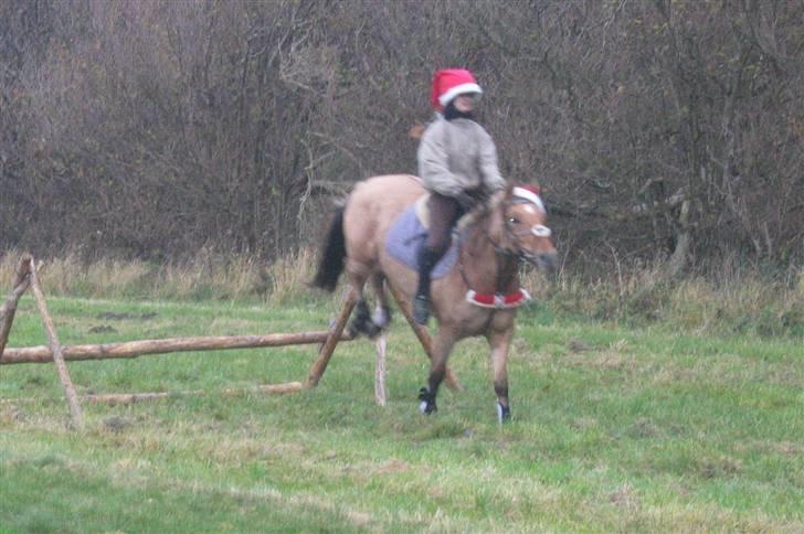 Oldenborg /Fjordhest - Vejlbygård's Yasmin-solgt- - julejagt 2007 billede 6