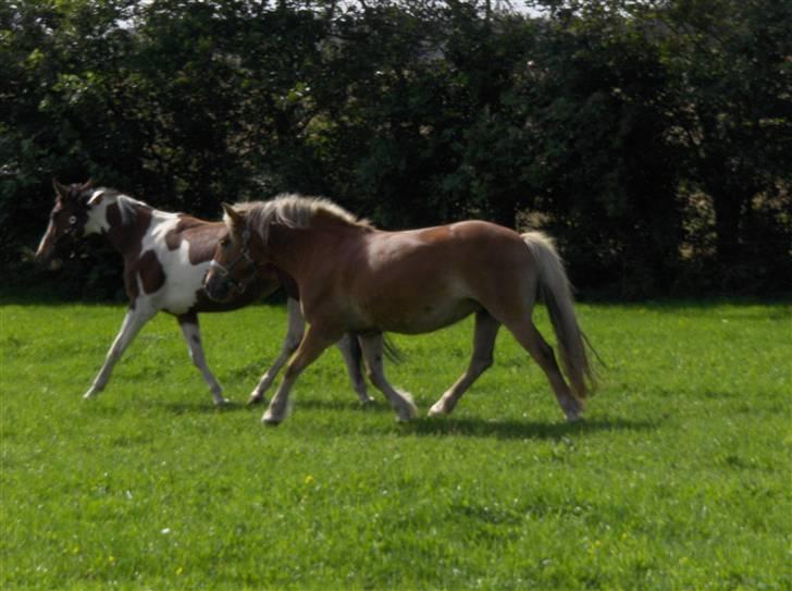 Haflinger Sisse  - Sisse og moon Light på fold, i en fin trav billede 10