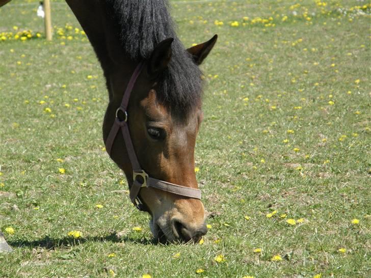 New Forest Mutsaards Charlotte(Solgt - Billede tættere på hendes hoved. Syntes selv det er ret godt.  billede 2