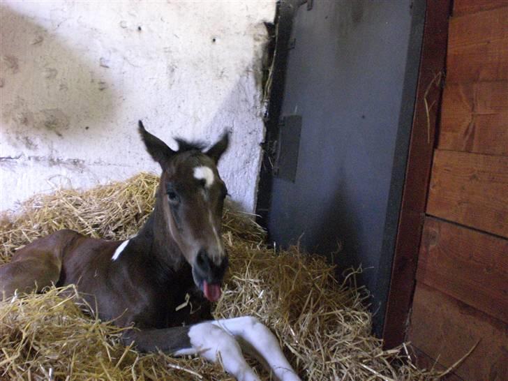 Pinto Stenhøjs Mister Silverfoo - god morgen, her er jeg ca. 12 timer gamel billede 1