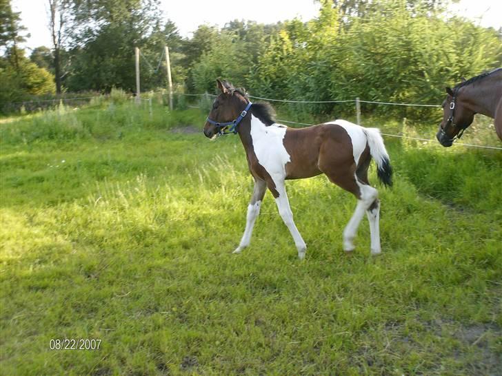 Pinto Stenhøjs Mister Silverfoo - ude at lege med min gamle mor billede 2