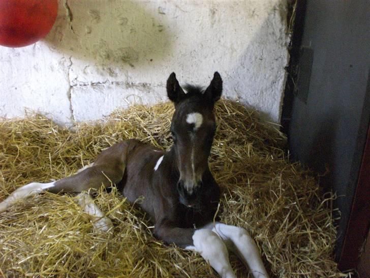 Pinto Stenhøjs Mister Silverfoo - bliver lige liggende lidt endnu billede 3
