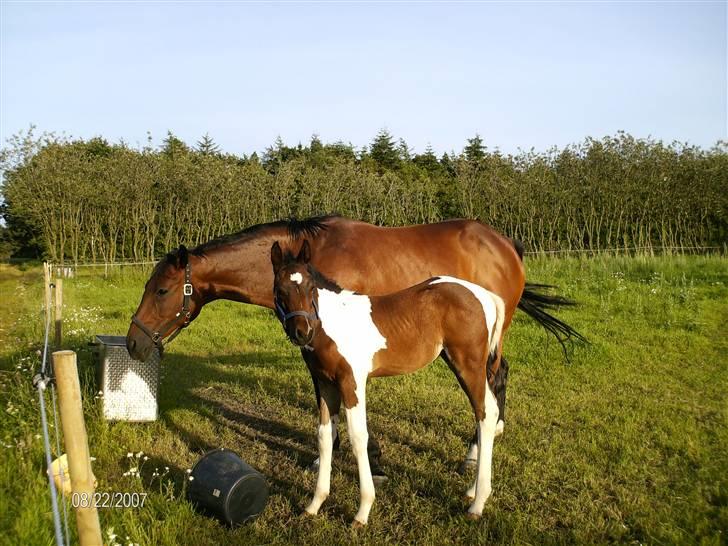 Pinto Stenhøjs Mister Silverfoo - dejligt vejr billede 4