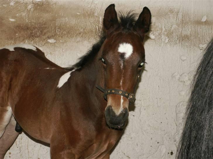Pinto Stenhøjs Mister Silverfoo - så er jeg oppe at stå, det er svært at lære billede 5